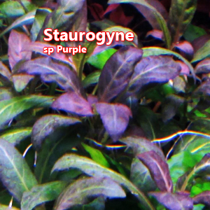 Staurogyne sp Purple